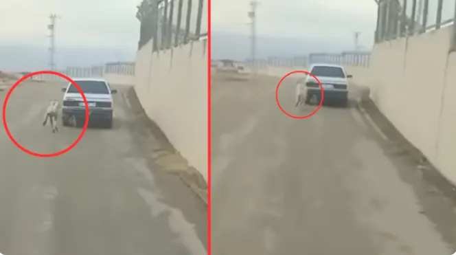 Köpeği aracına bağladı, dakikalarca sürükledi