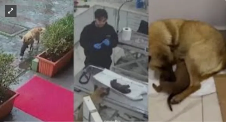 Sokak köpeği donmak üzere olan yavrusunu veterinere götürdü