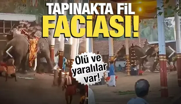 Tapınağa giren filler faciaya neden oldu!