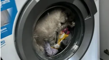 Kahramanmaraş’ta kedi çamaşır makinesine sıkıştı