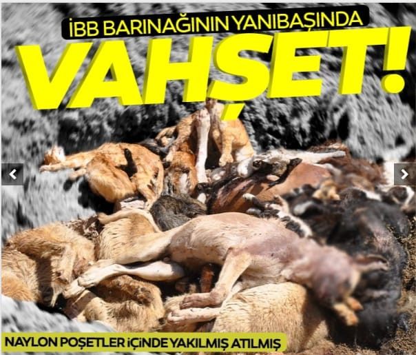 IBB hayvan barinaginda vahset