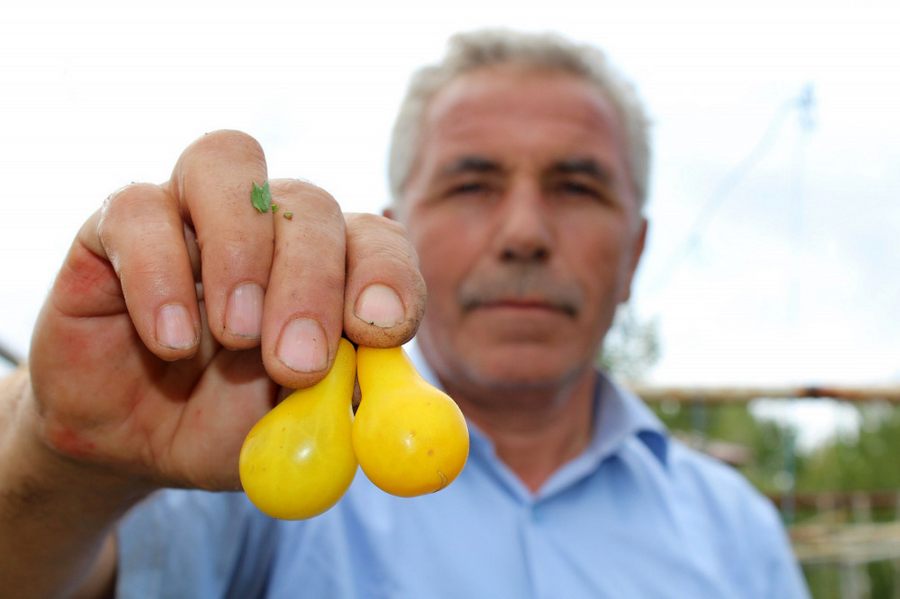 Sivas’ta  Armut Seklinde Domates Yetistiriliyor
