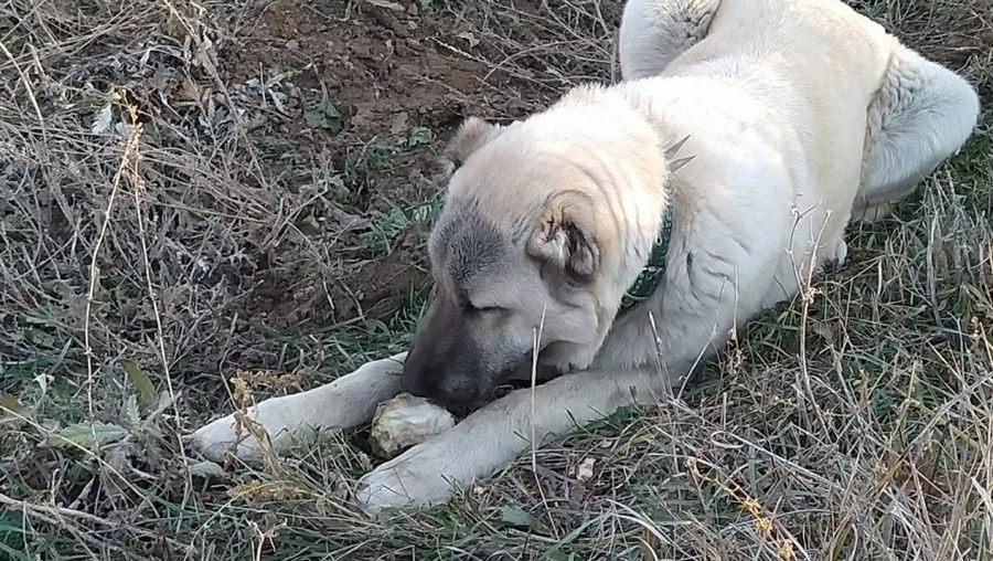 Seker bagimlisi köpek dikkat çekiyor